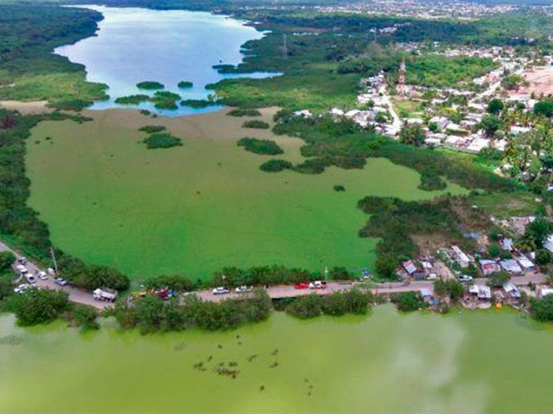 Quintana Roo: Problema ambiental por "lechuga marina" amenaza con complicarse