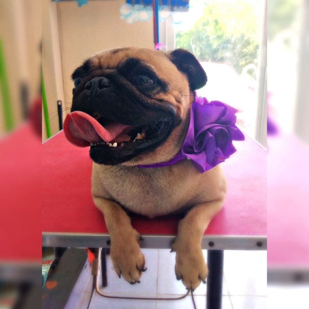 ¿Eres de los dueños que corta las uñas de su perro o gato ¡Cuidado!