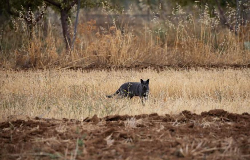 'Pantera' que aterrorizó poblado en España resulta ser en realidad un gato negro