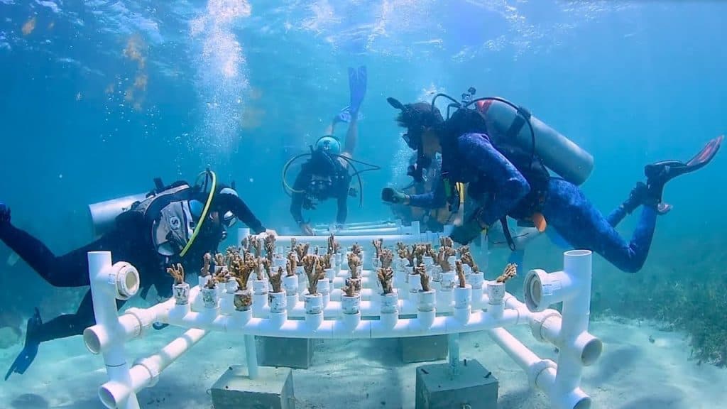 Vivero de coral de Alltournative, proyecto que debe replicarse: Carlos Marín