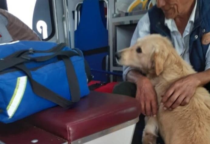 ¡Amor canino! Anciano se desmayó y perrito se negó a dejarlo solo