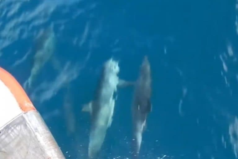 Video: Captan pareja de delfines tomados de las aletas mientras nadan
