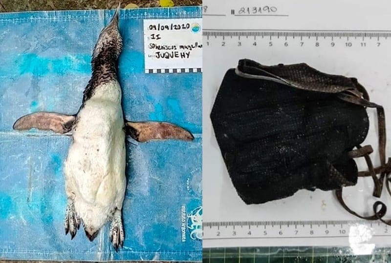 Encuentran a Pingüino muerto por ingerir un cubrebocas