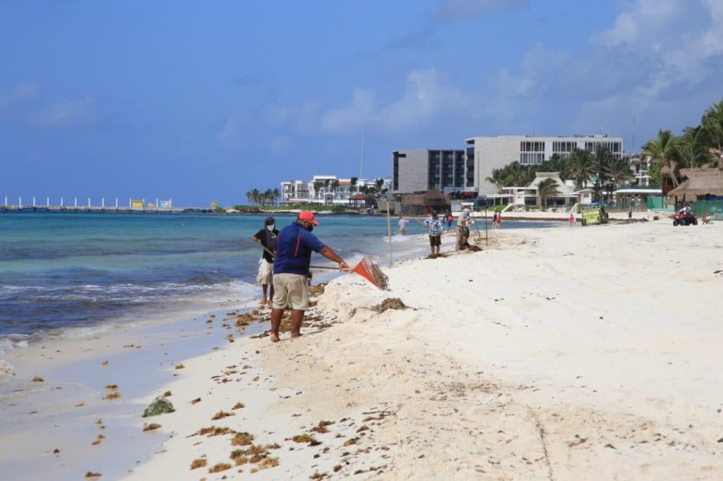 Solidaridad supera el desafío: Recolectó 9 mil toneladas de sargazo