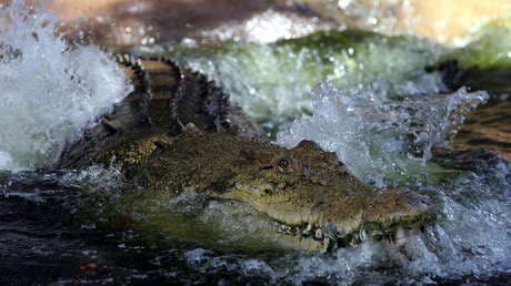 Video: Asombra cocodrilo nadando y moviéndose como un delfín