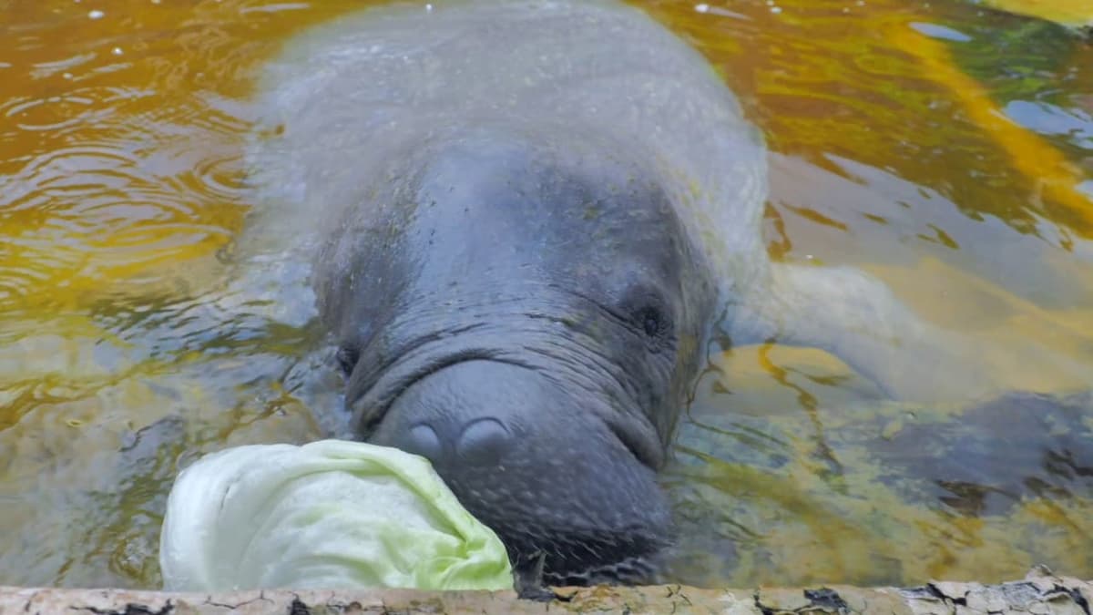 Indignante: ¡Casi muere el manatí ‘Daniel’ por desnutrición en "santuario" de Chetumal!