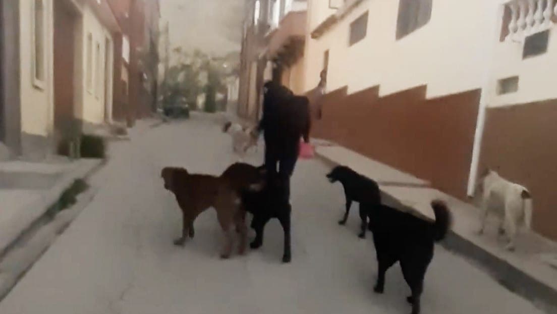 Video: Por alimentar a perros callejeros, vecinos agreden a una mujer