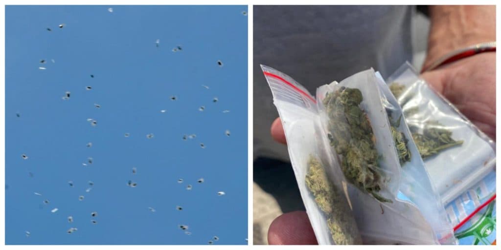 ¡LLuvia de cannabis! Dron arroja cientos de bolsitas con marihuana