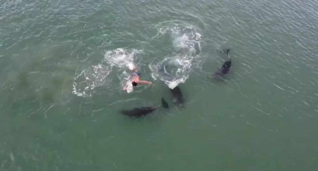 Bañistas desafiaron las bajas temperaturas para nadar con delfines en Nueva Zelanda