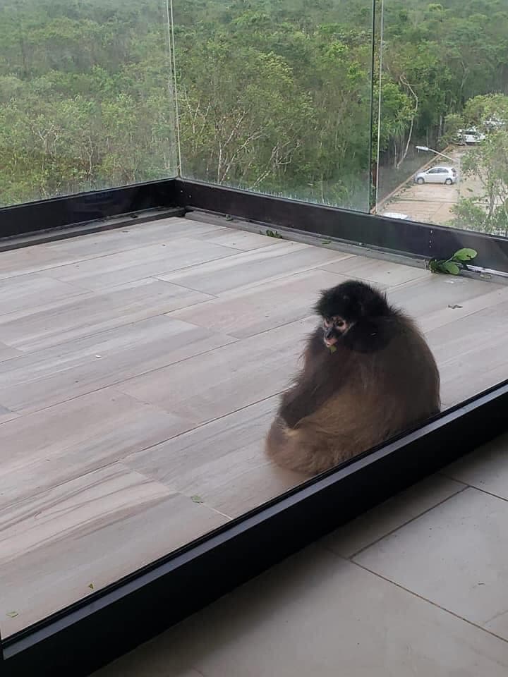 Mono se resguarda del huracán "Zeta" en un domicilio de Cancún