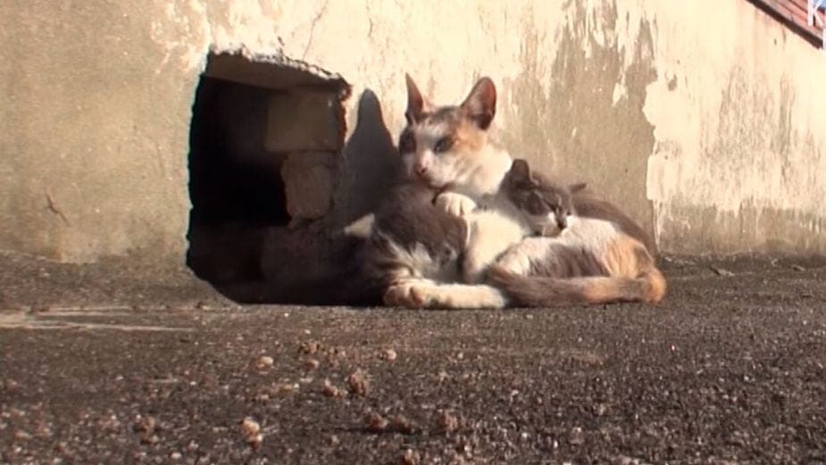 Gatita permanece al lado de su cría a pesar de que tiene las patas lastimadas