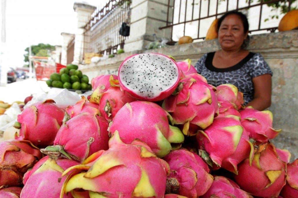 Detonará Tren Maya producción de pitahaya en la Península
