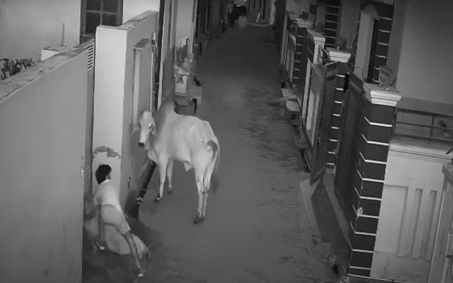 ¡Valiente! Niño defendió a su abuela de que un toro la atacara