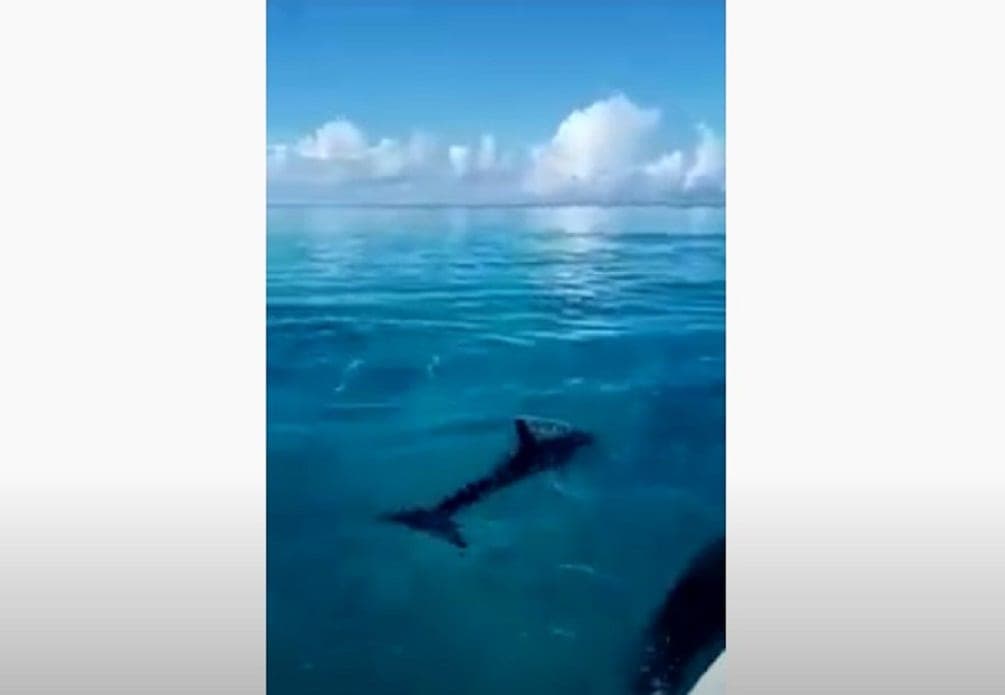 Video: Captan a familia de delfines disfrutando el buen clima en Cozumel