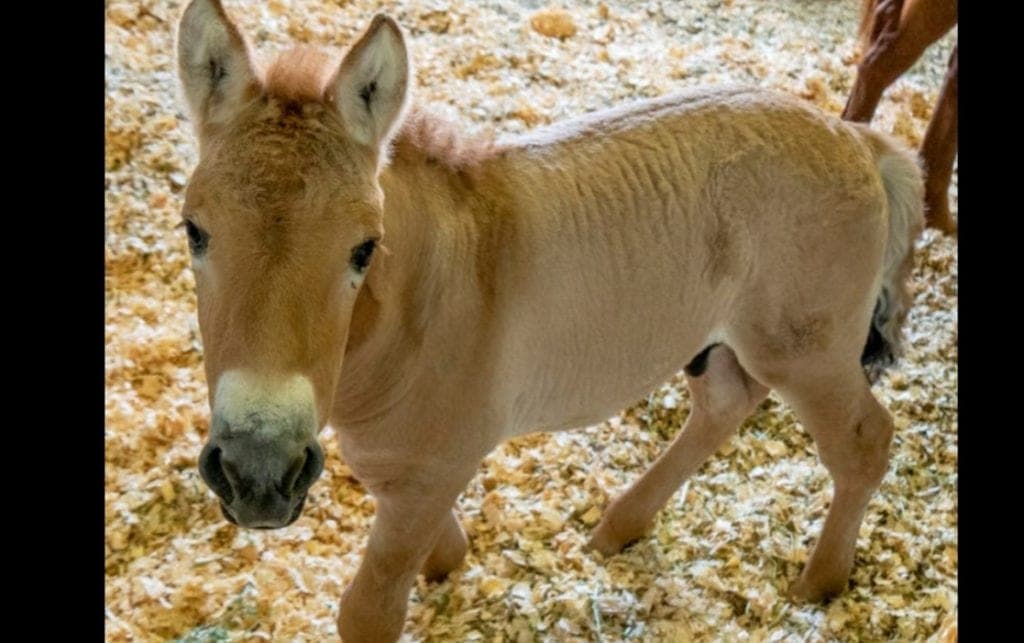 ¡Increíble! Clonan con éxito una especie en peligro de extinción