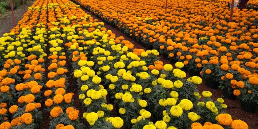 Productores de cempasúchil, listos para vestir a México con “Flores del Mictlán"