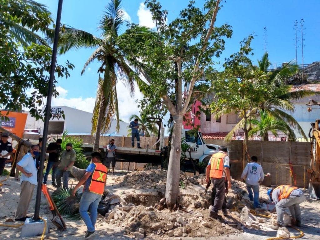 Rescatan a tres ceibas derribadas por "Delta" y las siembran en Parque Fundadores