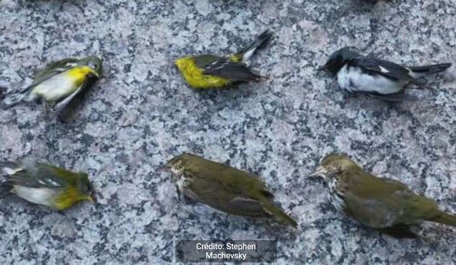 Miles de pájaros mueren tras impactarse contra los edificios de Filadelfia