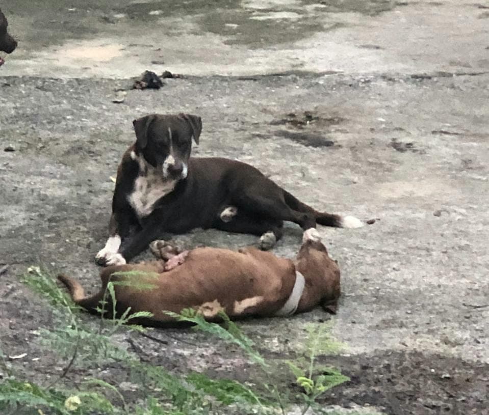 Muere perro encerrado y abandonado en Cancún; hay otros cuatro en igual situación