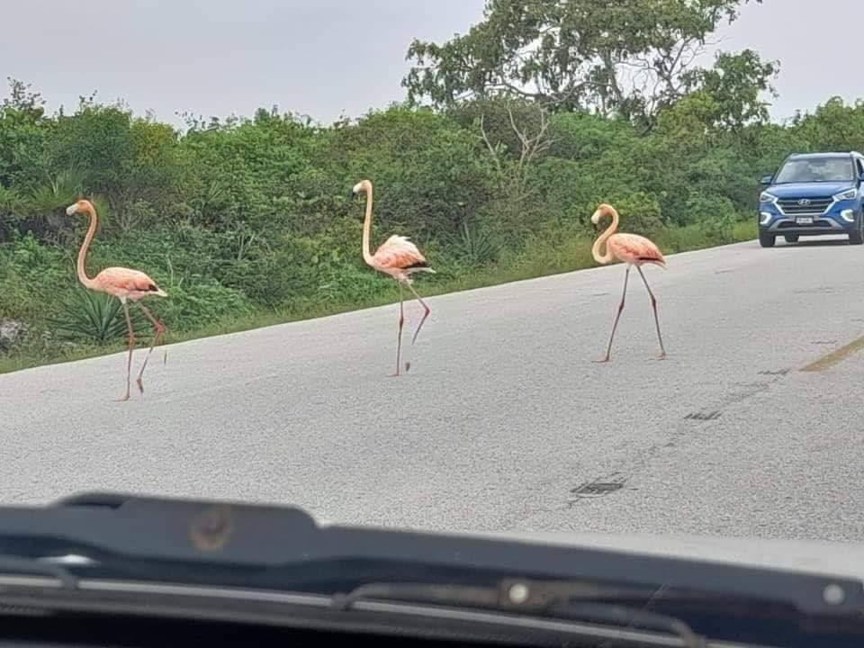 Piden conducir despacio para no arrollar a flamingos en la carretera a Progreso