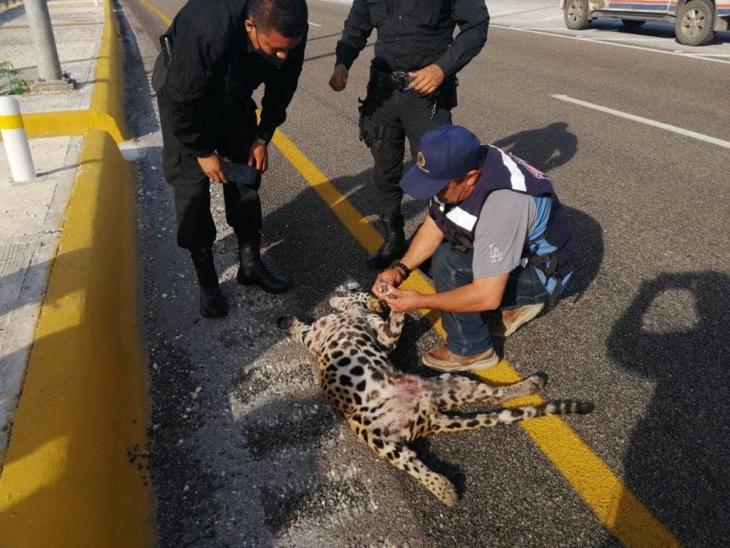 ¡Lo atropellan! Muere jaguar en Periférico de Campeche