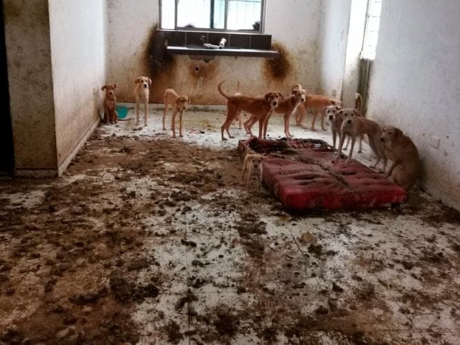 Denuncian a profesora de la Universidad de Quintana Roo por abandono y maltrato animal