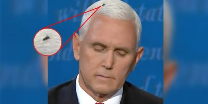 Mosca en el cabello de Mike Pence se roba el protagónico durante debate vicepresidencial