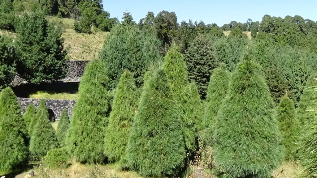 Ecologistas: ¡Hay árboles de Navidad naturales que se pueden rentar!