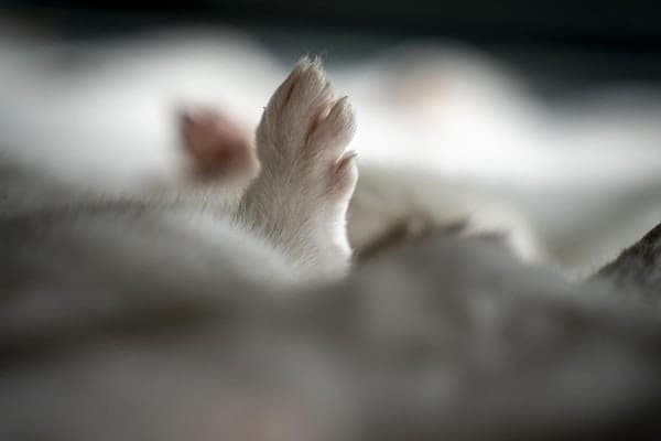 ¡De terror! Emergen de la tierra visones que fueron sacrificados en Dinamarca