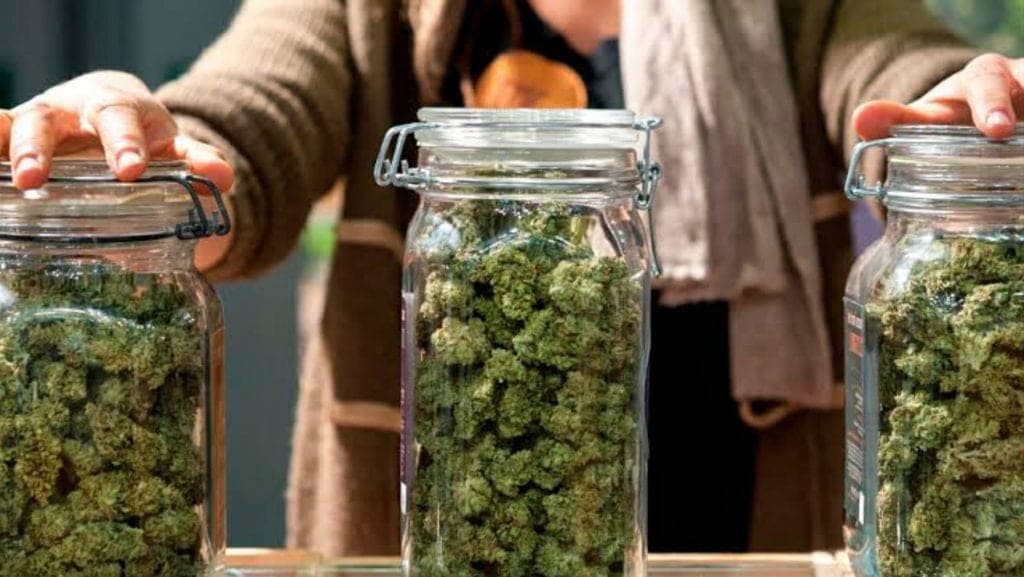 Empresa ofrecía 3 mil dólares al mes por catar marihuana; ya hay ganador