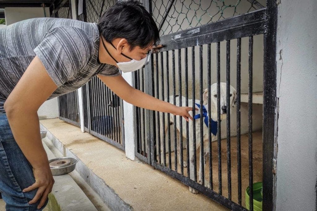 Exitosa resultó la campaña de adopción canina “Los amigos no se compran” en Cancún