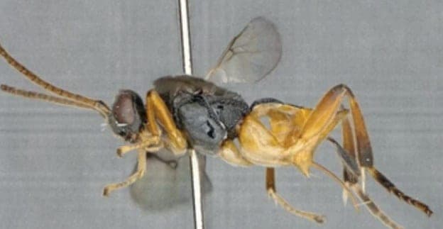 Descubren especie de avispa acuática “Godzilla” presuntamente peligrosa