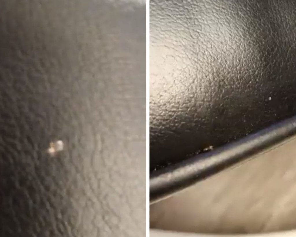 Video: chinches invaden la Cámara de Senadores, anuncian fumigación