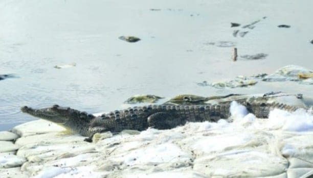 Captan a un cocodrilo nadando en un colchón en la laguna de Holbox