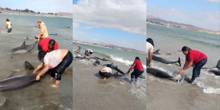 Video: Pescadores mexicanos salvan a unos 30 delfines varados en una playa