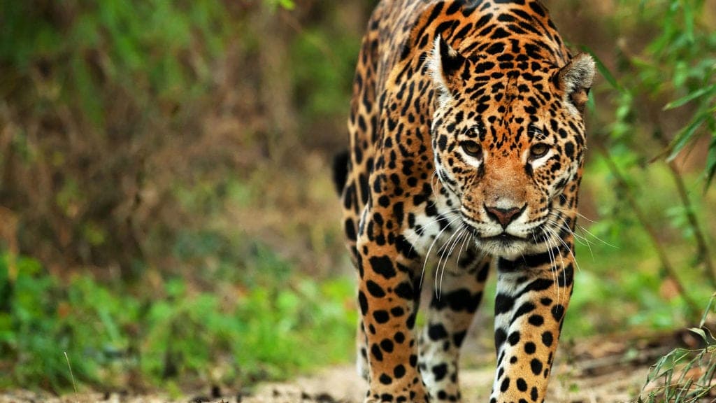 Buscan proteger al jaguar, especie “casi amenazada” en Latinoamérica