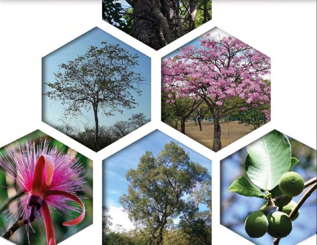 Consolida Gobierno de Benito Juárez histórica paleta vegetal, con catálogo de árboles nativos