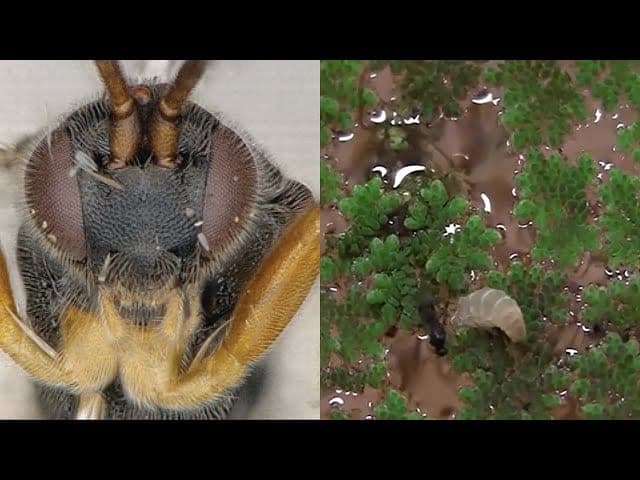 ¡Descubren avispa 'Godzilla'! Introduce sus larvas, para luego devorar al huésped por dentro