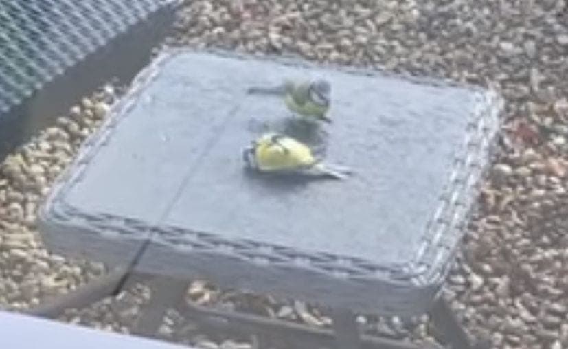 Video: Lo "revive" luego de que chocara contra un vidrio; así fue el gesto de este pajarito