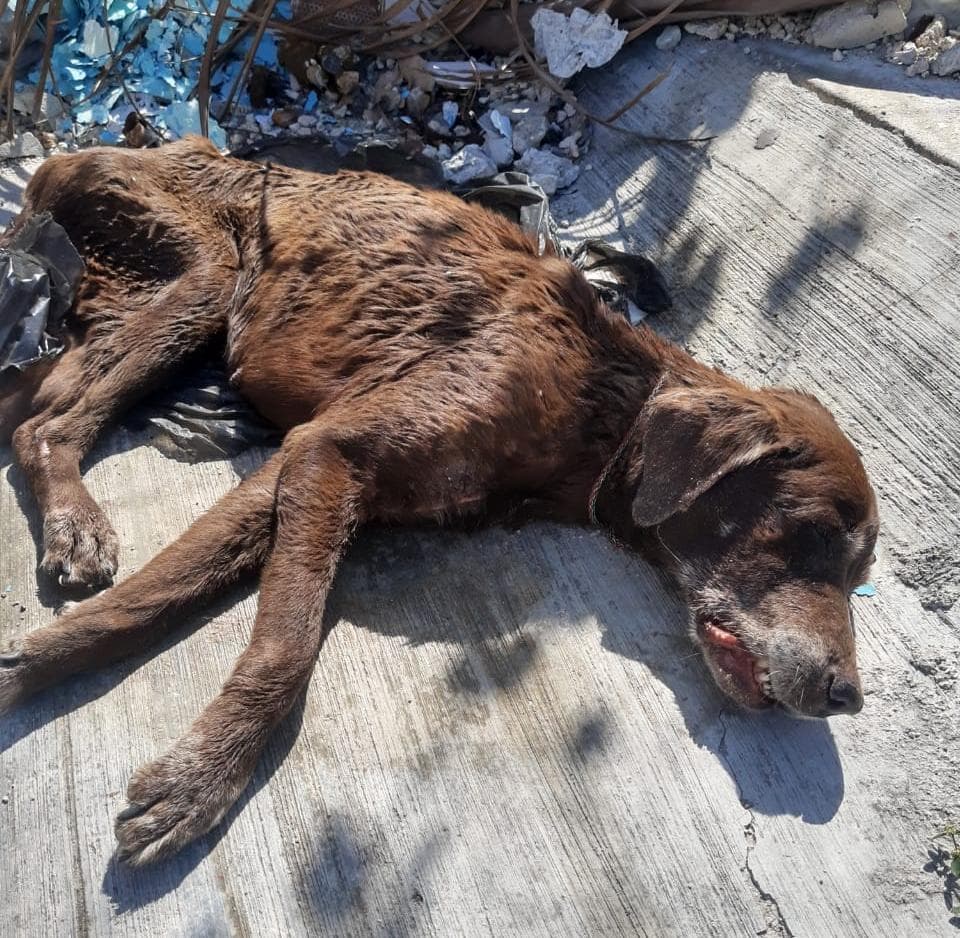 Más de 50 mil mascotas abandonadas por el Covid en Cancún