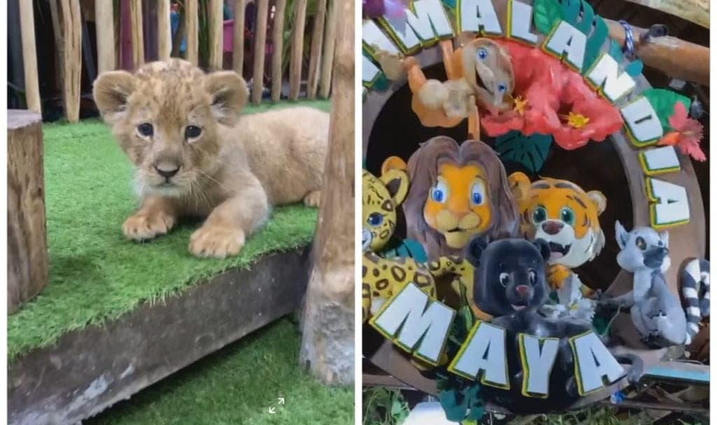 Siguen lucrando con animales exóticos en la Quinta Avenida