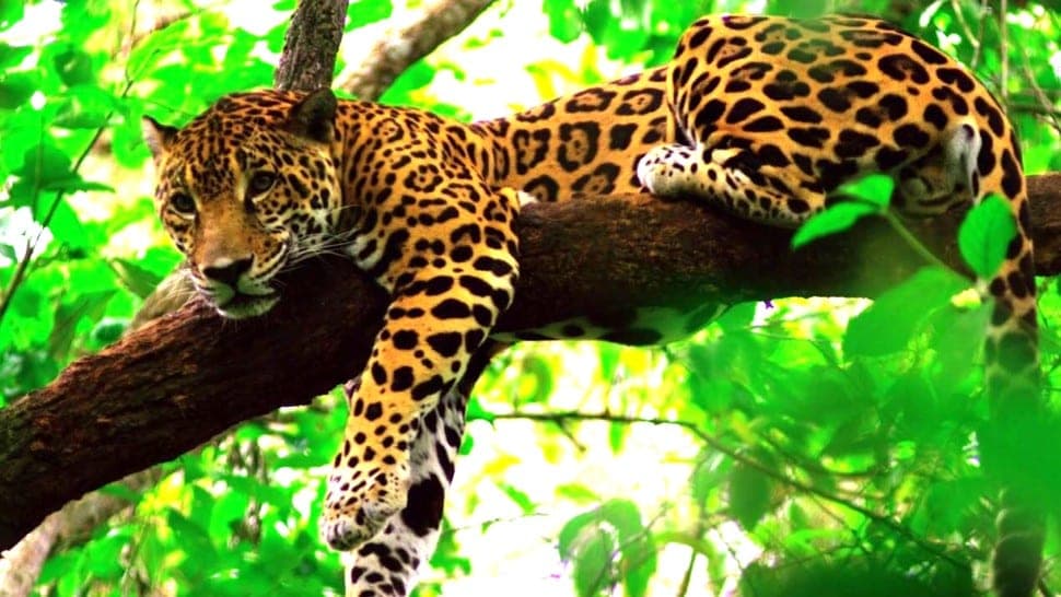 Conservación del jaguar se verá impulsada con diálogo mundial sobre grandes felinos