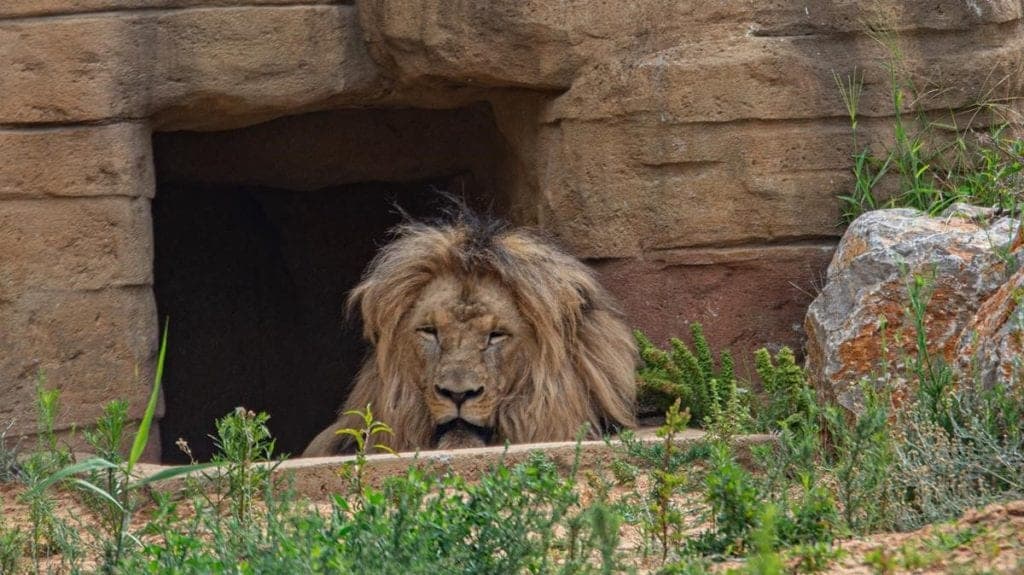 Leones dan positivo a Covid-19 en zoológico de Barcelona