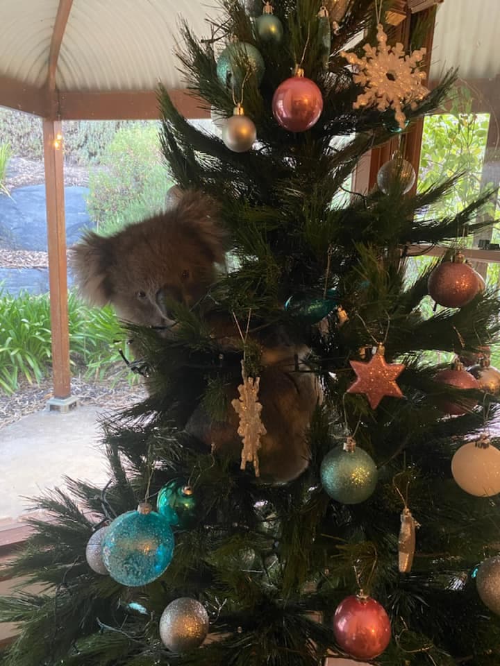 Koala se mete a casa y trepa al árbol de Navidad