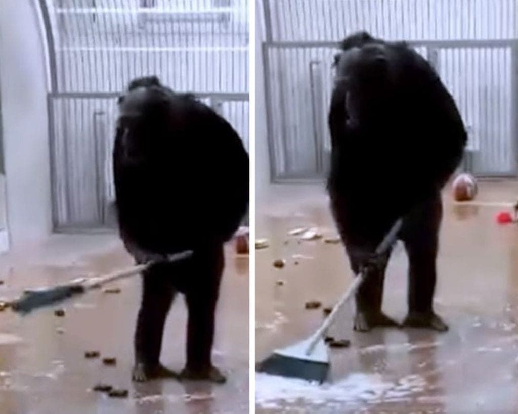 Video: Captan a chimpancé lavando el piso de su jaula con una escoba que encontró