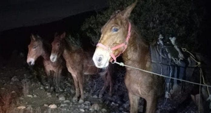 Encuentran a 4 burros con 400 kilos de cannabis, los abandonaron
