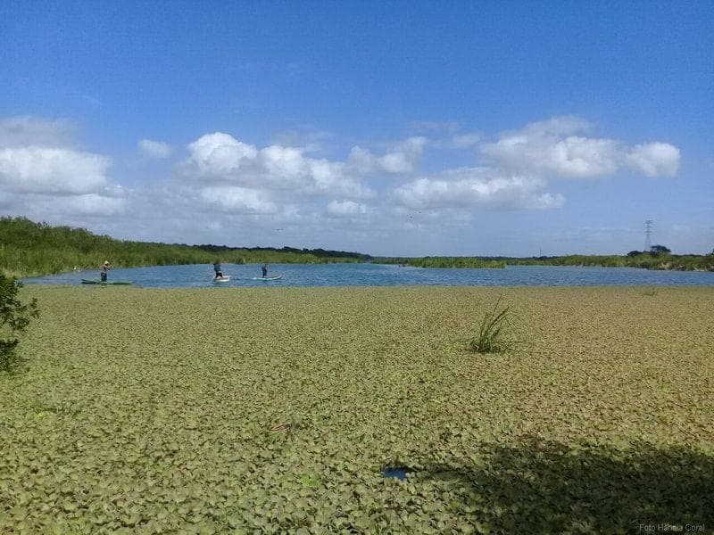 Amigos de Sian Ka’an, empeñados en la preservación de humedales