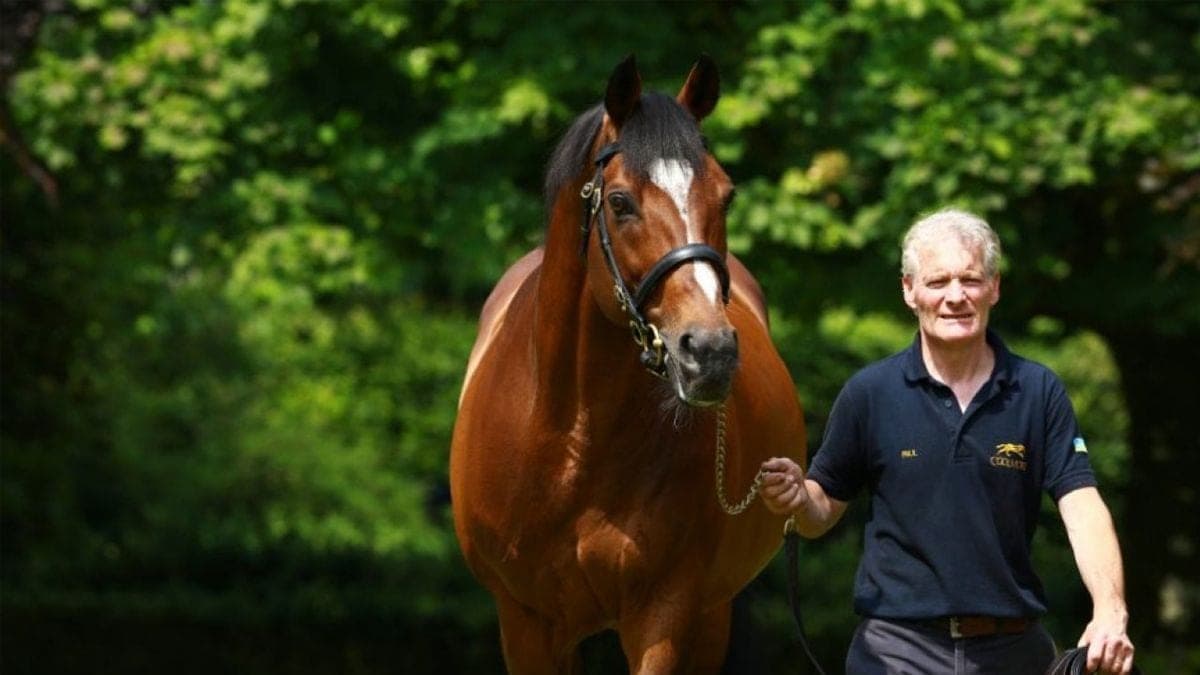 Conoce a Galileo, el caballo semental que vale más que Messi y Cristiano juntos