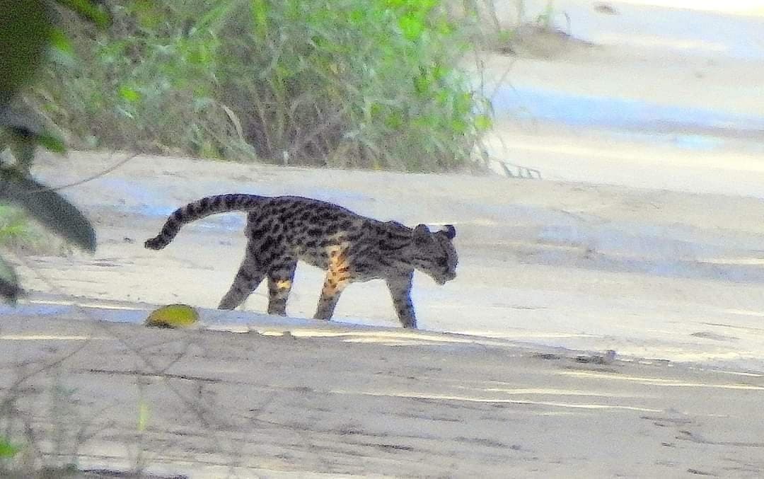 Fotos: Tigrillo se pasea por playas de Cozumel