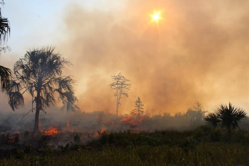 Incendios forestales devastaron 41 mil hectáreas de selva quintanarroense en 2020